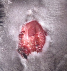 A closer view of Streak's second abscess. The two white spots above are scars from his previous abscess. 